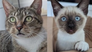Illustration : Unique survivante de sa port&eacute;e cette courageuse chatonne surmonte la maladie avant que sa m&egrave;re soit adopt&eacute;e