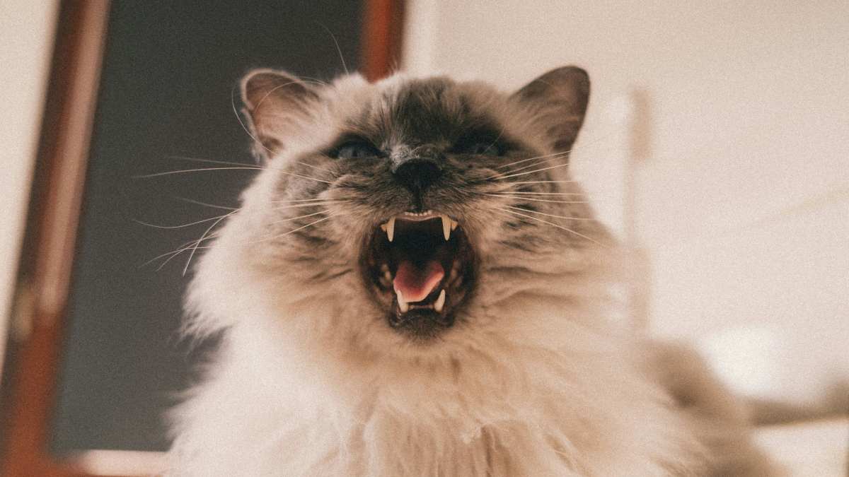 Illustration : "Les chats sont immunisés contre les caries dentaires : mythe ou réalité ?"
