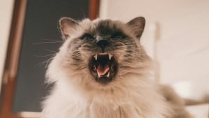 Illustration : Les chats sont immunis&eacute;s contre les caries dentaires : mythe ou r&eacute;alit&eacute; ?