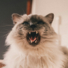 Illustration : Les chats sont immunis&eacute;s contre les caries dentaires : mythe ou r&eacute;alit&eacute; ?
