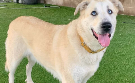 Sauvé de la maltraitance, ce chien de 50 kg détestant la solitude et fugueur est enfin adopté par une famille séduite par son regard