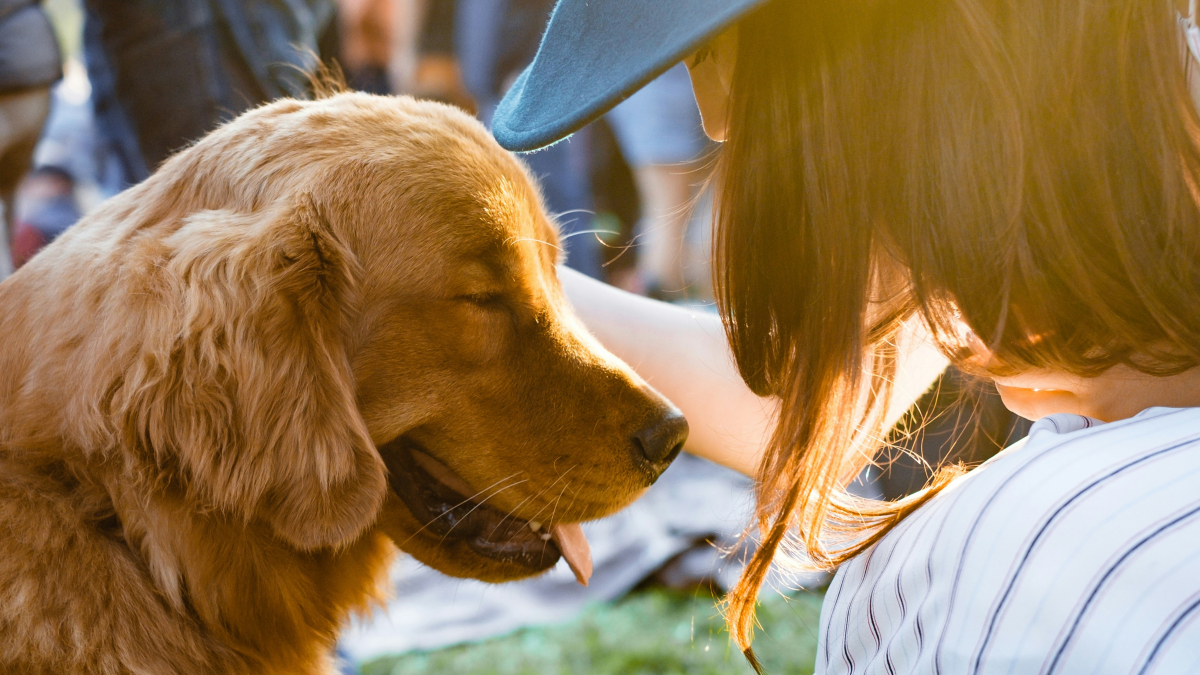 Illustration : "Votre chien préfère-t-il vraiment vos caresses à une friandise ? La science répond"