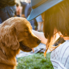 Illustration : Votre chien pr&eacute;f&egrave;re-t-il vraiment vos caresses &agrave; une friandise ? La science r&eacute;pond