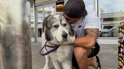 Illustration : S&eacute;par&eacute; de sa compagne, un homme passe 3 heures en avion pour revoir son chien et prouve que certains liens ne disparaissent jamais (vid&eacute;o)