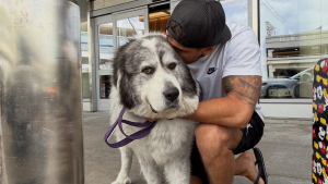 Illustration : Séparé de sa compagne, un homme passe 3 heures en avion pour revoir son chien et prouve que certains liens ne disparaissent jamais (vidéo)
