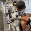 Illustration : S&eacute;par&eacute; de sa compagne, un homme passe 3 heures en avion pour revoir son chien et prouve que certains liens ne disparaissent jamais (vid&eacute;o)