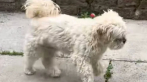 Illustration : Après une nuit d’angoisse pour son chien boiteux, une famille découvre qu’il jouait la comédie pour avoir de l’attention (vidéo)