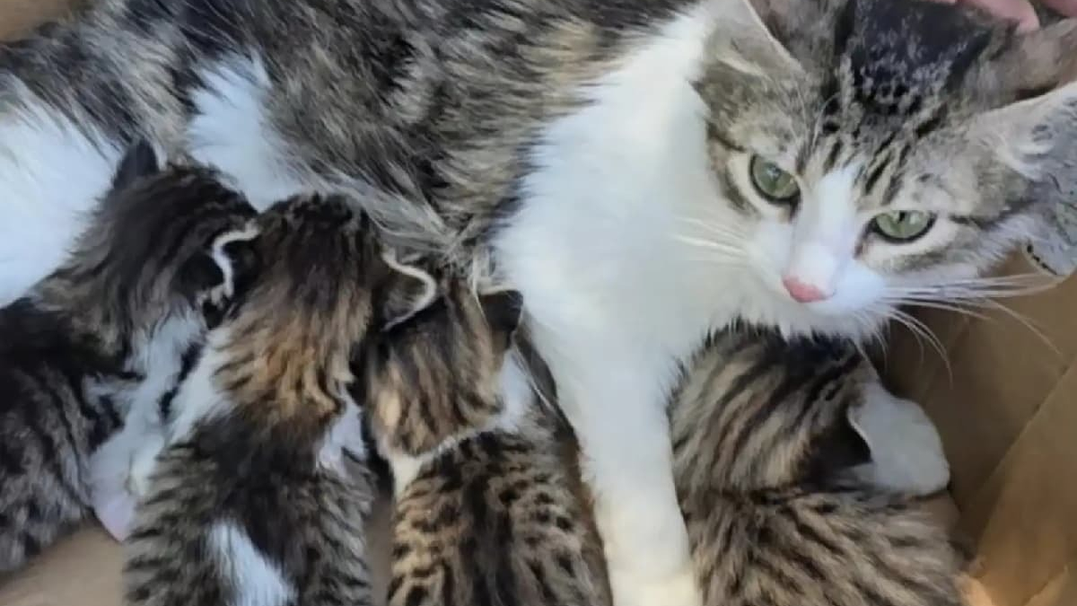 Illustration : "Perdue depuis des mois cette chatte est retrouvée avec ses chatons près des poubelles d'un refuge par sa famille"