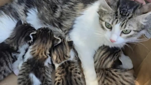 Illustration : Perdue depuis des mois cette chatte est retrouvée avec ses chatons près des poubelles d'un refuge par sa famille