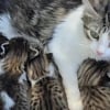 Illustration : Perdue depuis des mois cette chatte est retrouv&eacute;e avec ses chatons pr&egrave;s des poubelles d'un refuge par sa famille