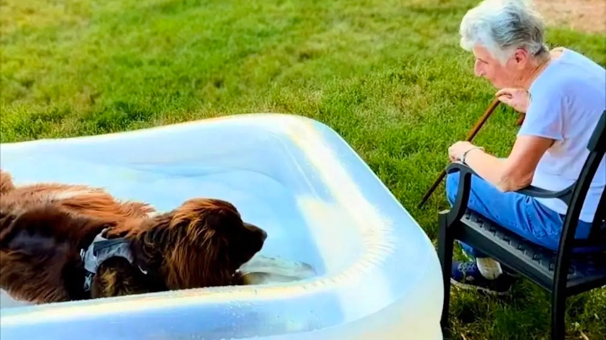 Illustration : "« Chewy est tellement reconnaissant », ce Terre-Neuve reçoit une piscine personnelle de la part de son « arrière-grand-mère » préférée (vidéo)"