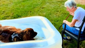 Illustration : « Chewy est tellement reconnaissant », ce Terre-Neuve reçoit une piscine personnelle de la part de son « arrière-grand-mère » préférée (vidéo)