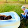Illustration : &laquo; Chewy est tellement reconnaissant &raquo;, ce Terre-Neuve re&ccedil;oit une piscine personnelle de la part de son &laquo; arri&egrave;re-grand-m&egrave;re &raquo; pr&eacute;f&eacute;r&eacute;e (vid&eacute;o)