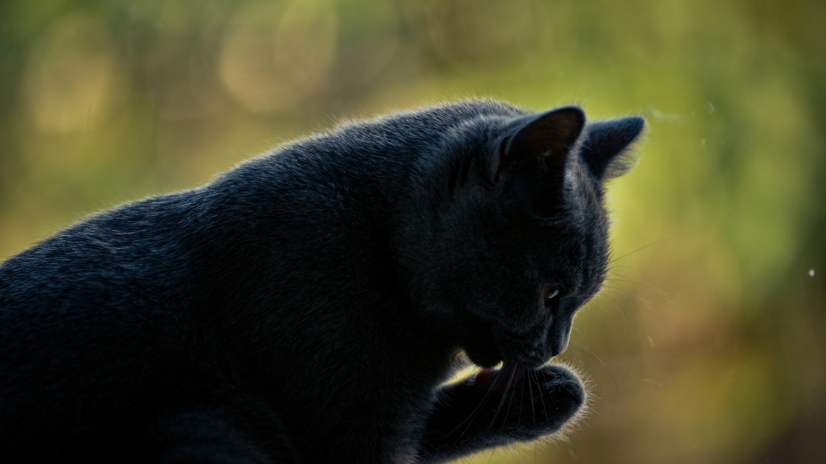 Illustration : "Pourquoi votre chat se lèche-t-il soudainement après avoir trébuché ?"