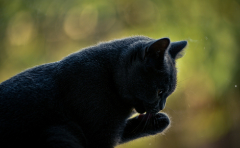 Pourquoi votre chat se lèche-t-il soudainement après avoir trébuché ?