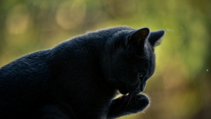 Illustration : Pourquoi votre chat se l&egrave;che-t-il soudainement apr&egrave;s avoir tr&eacute;buch&eacute; ?