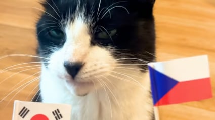 Illustration : Ce chat &eacute;tonnant r&eacute;alise un sans faute dans ses pronostics de la Coupe du monde de football (vid&eacute;o)