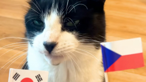 Illustration : Ce chat étonnant réalise un sans faute dans ses pronostics de la Coupe du monde de football (vidéo)