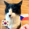 Illustration : Ce chat &eacute;tonnant r&eacute;alise un sans faute dans ses pronostics de la Coupe du monde de football (vid&eacute;o)