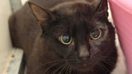 Illustration : Sauv&eacute; de l'errance et pass&eacute; par la fourri&egrave;re, ce chat noir pensionnaire d'un refuge attend une &laquo; famille au grand c&oelig;ur &raquo;
