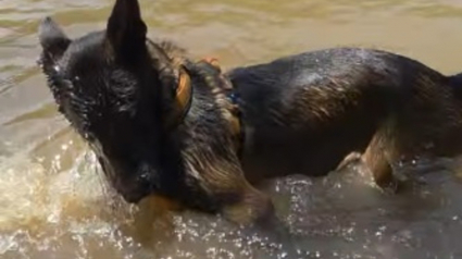 Illustration : Ce Malinois profitant d'une baignade dans une rivi&egrave;re est persuad&eacute; qu'il ne peut sortir de l'eau qu'en tirant son propre harnais (vid&eacute;o)
