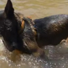 Illustration : Ce Malinois profitant d'une baignade dans une rivi&egrave;re est persuad&eacute; qu'il ne peut sortir de l'eau qu'en tirant son propre harnais (vid&eacute;o)