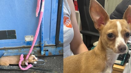 Illustration : En Moselle, ce refuge lance un appel &agrave; t&eacute;moins apr&egrave;s l'abandon d'une Chihuahua attach&eacute;e &agrave; sa benne &agrave; ordures en plein soleil