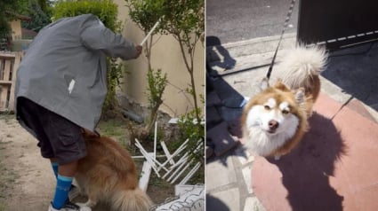 Illustration : Quotidiennement victime de coups en Seine-Saint-Denis, ce chien &eacute;chappe enfin &agrave; son bourreau de ma&icirc;tre apr&egrave;s de multiples signalements