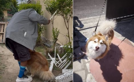 Quotidiennement victime de coups en Seine-Saint-Denis, ce chien échappe enfin à son bourreau de maître après de multiples signalements