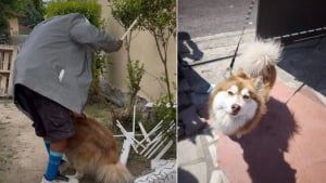 Illustration : Quotidiennement victime de coups en Seine-Saint-Denis, ce chien &eacute;chappe enfin &agrave; son bourreau de ma&icirc;tre apr&egrave;s de multiples signalements