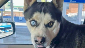 Illustration : Son Husky s'enfuit et se retrouve dans un autre pays, une femme le retrouve grâce à une belle chaîne de solidarité (vidéo)