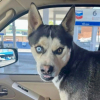 Illustration : Son Husky s'enfuit et se retrouve dans un autre pays, une femme le retrouve gr&acirc;ce &agrave; une belle cha&icirc;ne de solidarit&eacute; (vid&eacute;o)