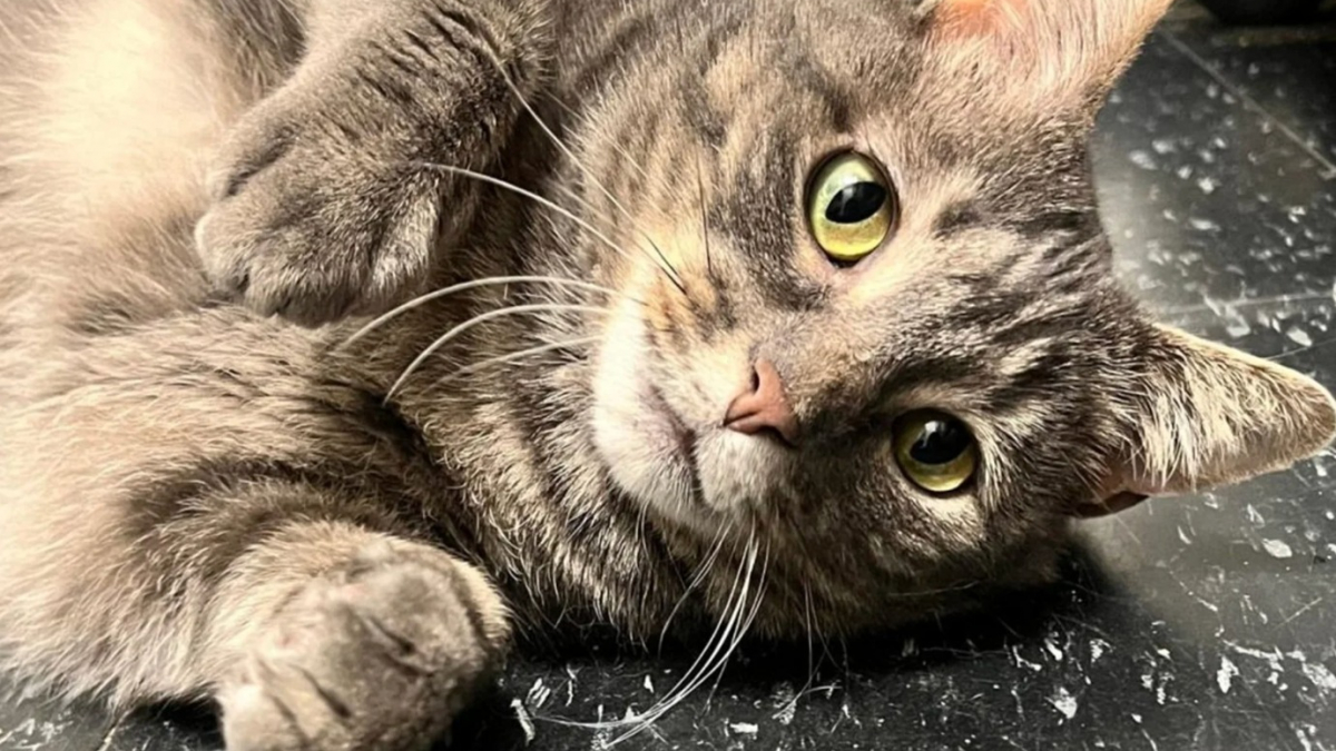 Illustration : "Sauvée une heure avant son euthanasie, cette chatte asthmatique attend une demande d’adoption depuis 2 ans"