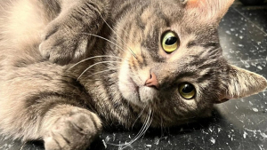 Illustration : Sauvée une heure avant son euthanasie, cette chatte asthmatique attend une demande d’adoption depuis 2 ans