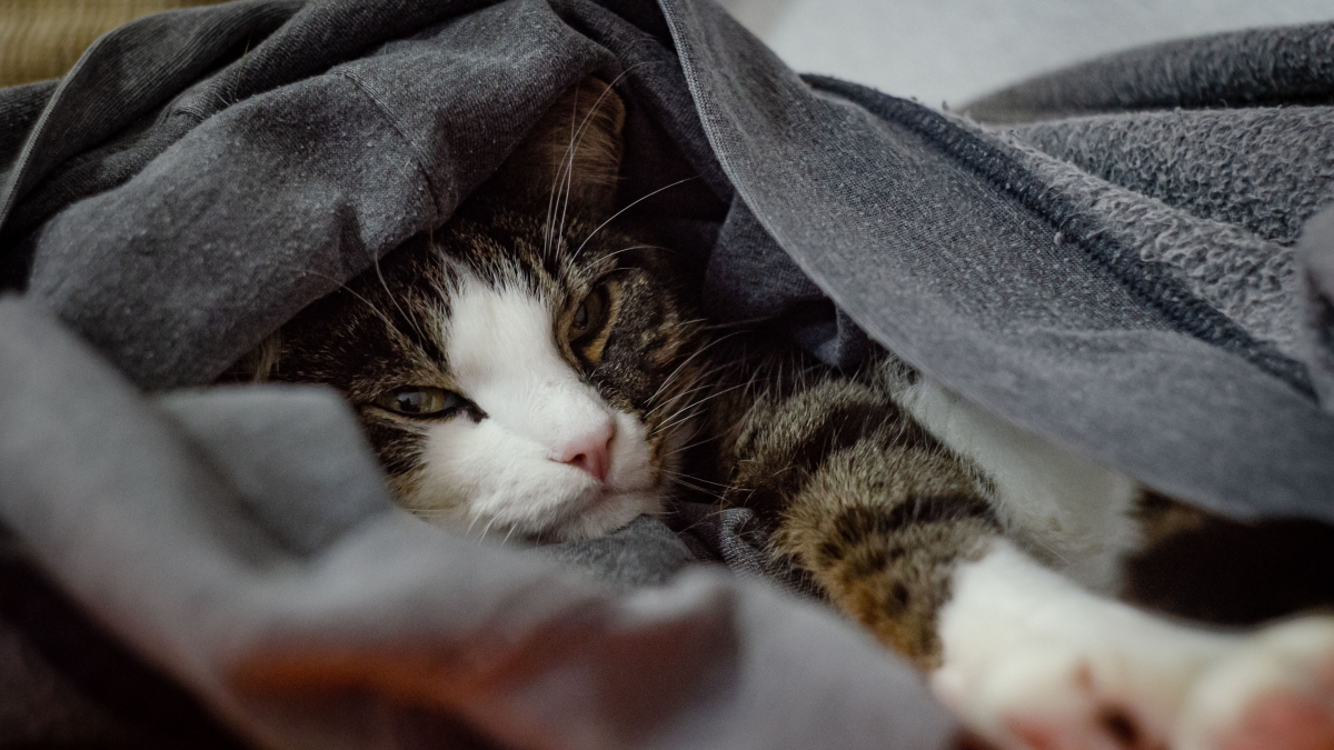 Illustration : "Pourquoi votre chat choisit-il toujours vos vêtements sales pour dormir ?"