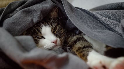 Illustration : Pourquoi votre chat choisit-il toujours vos v&ecirc;tements sales pour dormir ?