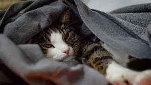 Pourquoi votre chat choisit-il toujours vos vêtements sales pour dormir ?