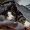 Illustration : Pourquoi votre chat choisit-il toujours vos v&ecirc;tements sales pour dormir ?