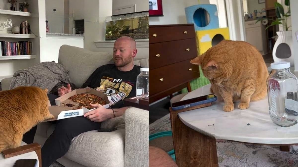 Illustration : "Privée de pizza, une petite chatte rousse exprime son mécontentement en boudant toute la journée (vidéo)"