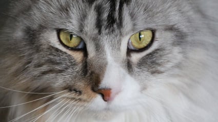 Illustration : En faisant tomber un ventilateur, ce chat Maine Coon r&eacute;veille son ma&icirc;tre et fait fuir des cambrioleurs venus pour la voiture de sport
