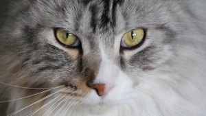 Illustration : En faisant tomber un ventilateur, ce chat Maine Coon réveille son maître et fait fuir des cambrioleurs venus pour la voiture de sport
