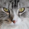 Illustration : En faisant tomber un ventilateur, ce chat Maine Coon r&eacute;veille son ma&icirc;tre et fait fuir des cambrioleurs venus pour la voiture de sport