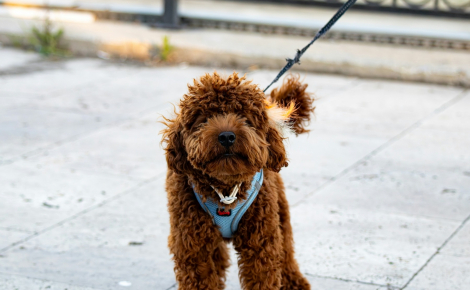 Pourquoi la saccade n’est-elle pas recommandée pour apprendre à votre chien à marcher en laisse ?