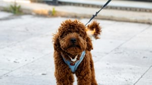 Illustration : Pourquoi la saccade n&rsquo;est-elle pas recommand&eacute;e pour apprendre &agrave; votre chien &agrave; marcher en laisse ?