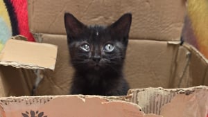 Illustration : &Agrave; 4 heures du matin, une femme entend des cris et se rend sur l&rsquo;autoroute pour sauver un chaton abandonn&eacute; dans une bo&icirc;te