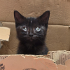 Illustration : &Agrave; 4 heures du matin, une femme entend des cris et se rend sur l&rsquo;autoroute pour sauver un chaton abandonn&eacute; dans une bo&icirc;te