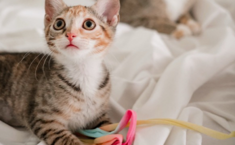 Cette chatte continue de veiller sur ses chatons aux personnalités bien affirmées avant leur départ vers des familles (vidéo)
