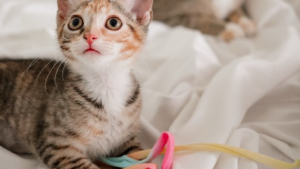 Illustration : Cette chatte continue de veiller sur ses chatons aux personnalités bien affirmées avant leur départ vers des familles (vidéo)