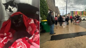 Illustration : Pompiers, b&eacute;n&eacute;voles et habitants se mobilisent pour &eacute;vacuer 47 chats d'un refuge inond&eacute; apr&egrave;s l'effondrement de son toit