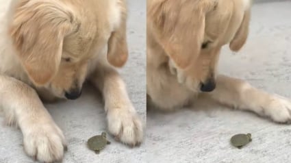 Illustration : Persuad&eacute;e que &laquo; toutes les cr&eacute;atures sont ses amies &raquo;, cette jeune Golden Retriever est fascin&eacute;e par une minuscule tortue (vid&eacute;o) 